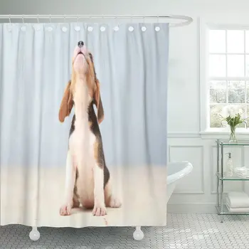 Brown Spiller Lille Sød Beagle Hvalp Hunde Ser Op badeforhæng Polyester 60 x 72 cm Sæt med Kroge