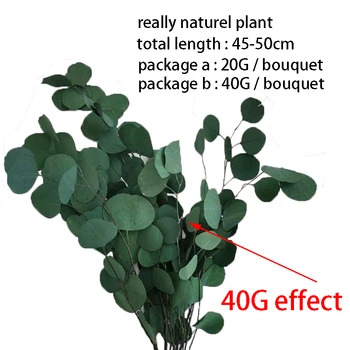 20/40g Naturligt Konserveret Eucalyptus Blade Buket Evige Displayet Tørre Blomst Apple Bryllup Fotografering, boligindretning Porps